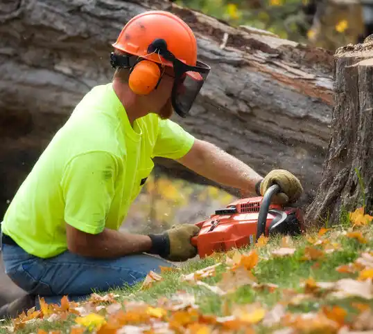 tree services Campbell